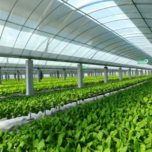 Photovoltaic agriculture