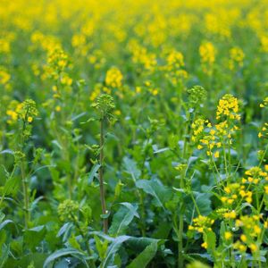 Rape flowers