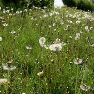 Dandelion