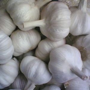 garlic