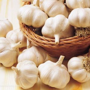 garlic